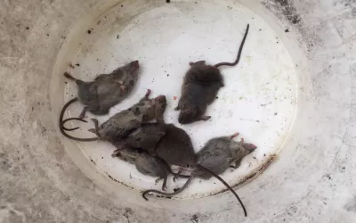 Уничтожение крыс на складе в Софрино